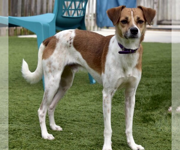 Medium Photo #2 Jack Russell Terrier-Unknown Mix Puppy For Sale in Sarasota, FL, USA