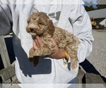 Puppy Puppy 2 Poodle (Miniature)