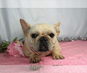 Mother of the French Bulldog puppies born on 05/25/2020