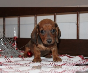Dachshund Puppy for sale in WATERLOO, NY, USA