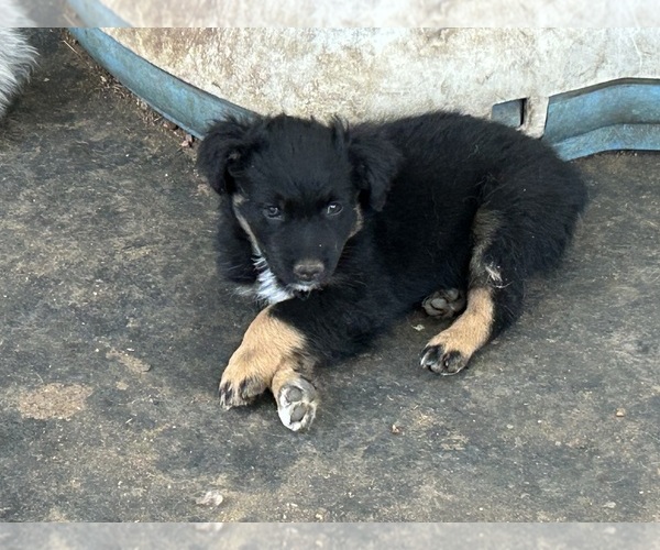 Medium Photo #9 Australian Shepherd Puppy For Sale in BAILEY, CO, USA