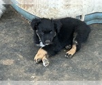 Small #8 Australian Shepherd