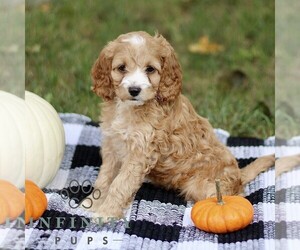 Cockapoo Puppy for sale in RONKS, PA, USA