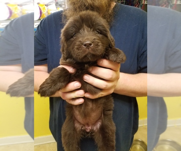 Medium Photo #2 Newfoundland Puppy For Sale in AURORA, IN, USA