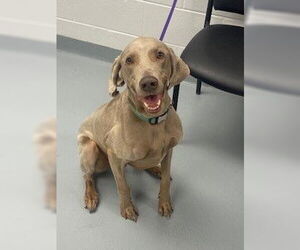 Weimaraner Dogs for adoption in St. Cloud, FL, USA