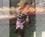 Small #6 American Staffordshire Terrier