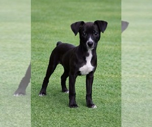 Chihuahua-Pointer Mix Dogs for adoption in Pompano Beach , FL, USA