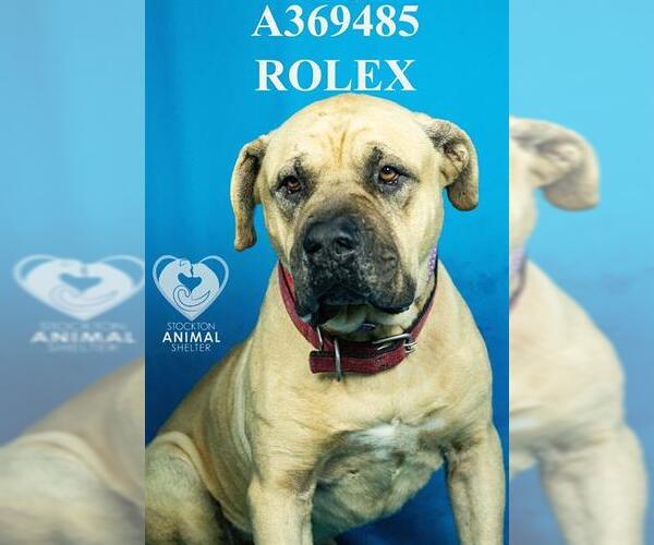 Medium Photo #1 Mastiff-Unknown Mix Puppy For Sale in Stockton, CA, USA