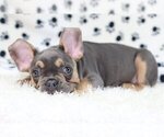 Small Photo #3 French Bulldog Puppy For Sale in RYE, NY, USA