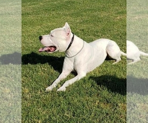 Mother of the Dogo Argentino puppies born on 12/14/2020