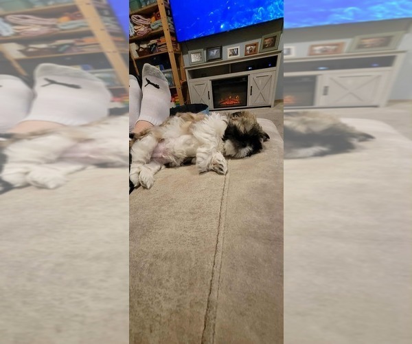 Medium Photo #2 Shih Tzu Puppy For Sale in GATE, WA, USA