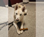 Small #6 Huskies  Mix