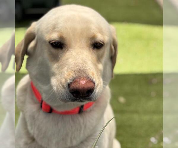 Medium Photo #2 Labrador Retriever-Unknown Mix Puppy For Sale in San Diego, CA, USA