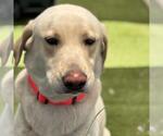Small #1 Labrador Retriever Mix