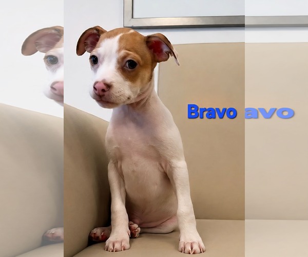 Medium Photo #1 Jack Chi Puppy For Sale in Pompano Beach , FL, USA