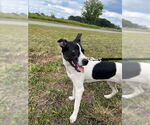Small Rat Terrier Mix
