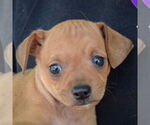 Small #6 Italian Greyhuahua