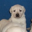 Small Photo #9 Labrador Retriever Puppy For Sale in CALIENTE, CA, USA
