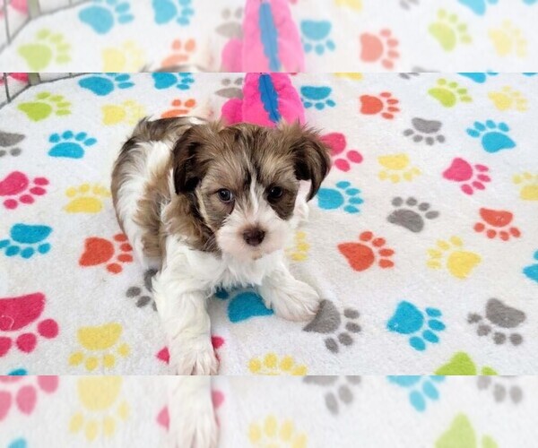 Medium Photo #9 Havashire Puppy For Sale in ORO VALLEY, AZ, USA