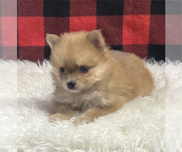 Medium Photo #10 Pomeranian Puppy For Sale in BOCA RATON, FL, USA