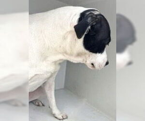 Mutt Dogs for adoption in Houston, TX, USA