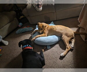 Naylani - Female Labrador Retriever-Unknown Mix Dog for Adoption - Photo #3