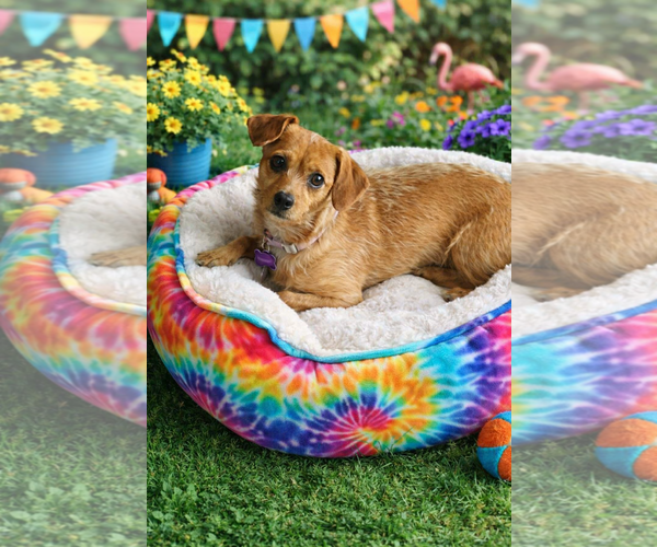 Medium Photo #1 Toxirn Puppy For Sale in Phoenix, AZ, USA