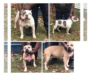 American Bully Mikelands  Puppy for sale in FREDERICA, DE, USA
