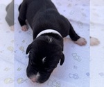 Image preview for Ad Listing. Nickname: White