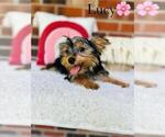 Small #17 Yorkshire Terrier