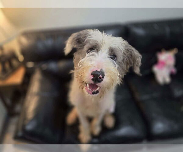 Medium Photo #2 Jack-A-Poo Puppy For Sale in Anniston, AL, USA