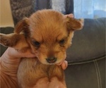Puppy Red Yorkshire Terrier
