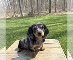 Small #3 Dachshund