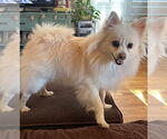 Small #2 Pomeranian Mix