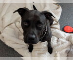 Small #1 Labrador Retriever Mix