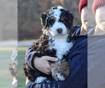 Puppy Harper Mira Bernedoodle
