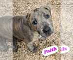 Small American Pit Bull Terrier-American Staffordshire Terrier Mix