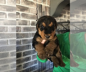 Airedale Terrier Puppy for sale in GILBERT, AZ, USA