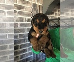 Small Photo #1 Airedale Terrier Puppy For Sale in GILBERT, AZ, USA