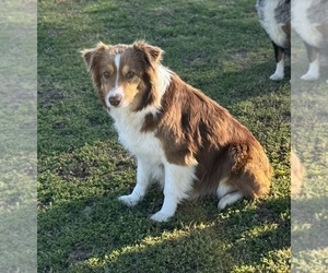 Mother of the Australian Shepherd puppies born on 04/14/2025