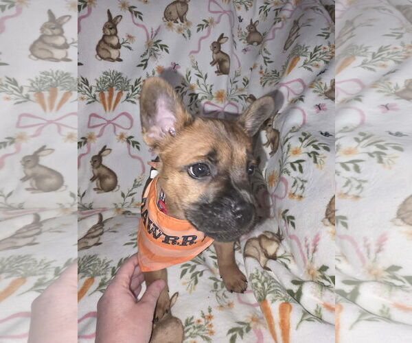 Medium Photo #4 French Bulldog-Unknown Mix Puppy For Sale in St. Louis Park, MN, USA