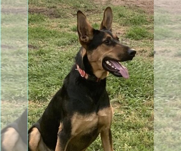 Medium Photo #14 Doberman Pinscher-German Shepherd Dog Mix Puppy For Sale in Spring, TX, USA