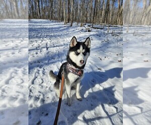 Siberian Husky Puppy for sale in BRADFORD, OH, USA