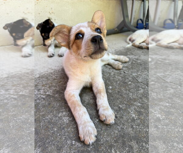 Medium Photo #6 Mutt Puppy For Sale in Sandy, UT, USA