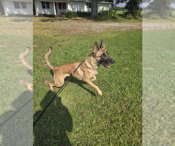 Medium Photo #8 Mutt Puppy For Sale in Abbeville, LA, USA