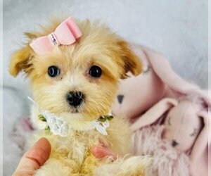 Maltipoo Puppy for sale in MIAMI BEACH, FL, USA