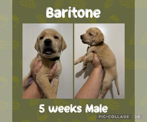 Medium Labrador Retriever