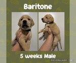 Puppy Baritone Labrador Retriever