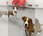 Small Photo #4 Australian Shepherd-Beagle Mix Puppy For Sale in Wakefield, RI, USA