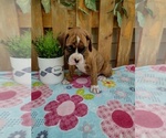 Small #5 Boxer